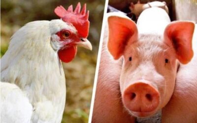 Custos de produção de suínos caem em maio; frango ficou mais caro