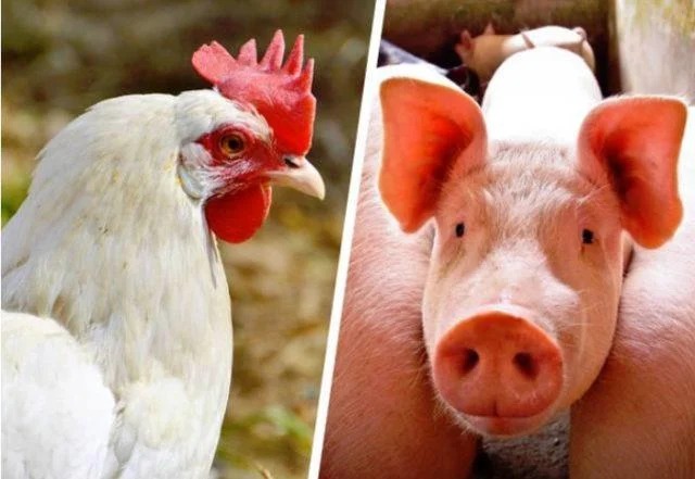 Custos de produção de suínos caem em maio; frango ficou mais caro