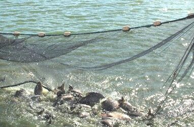 Tecnologia desenvolvida pela Embrapa inova o setor da aquicultura brasileira