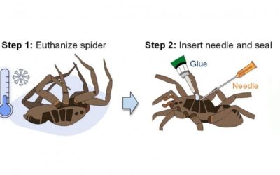 Necrobióticos: Pesquisadores estão transformando pernas de aranhas mortas em garras robóticas