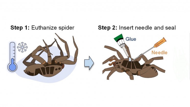 Necrobióticos: Pesquisadores estão transformando pernas de aranhas mortas em garras robóticas