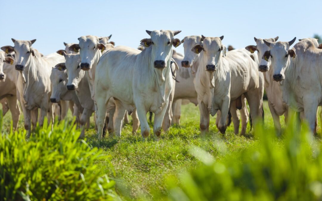 Projeto sobre fiscalização agropecuária volta à pauta da Comissão de Agricultura e Reforma Agrária