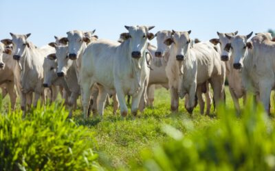 Projeto sobre fiscalização agropecuária volta à pauta da Comissão de Agricultura e Reforma Agrária