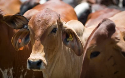 Controle de ruminação bovina pode gerar créditos de carbono