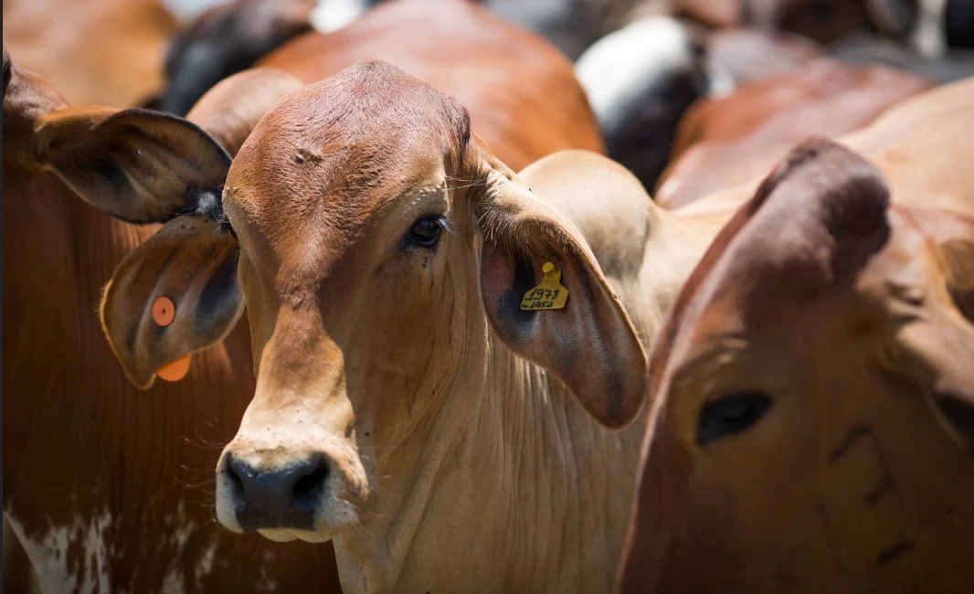 Controle de ruminação bovina pode gerar créditos de carbono