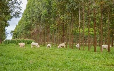 ILPF pode sequestrar 23 toneladas de CO2 equivalente por ha/ano