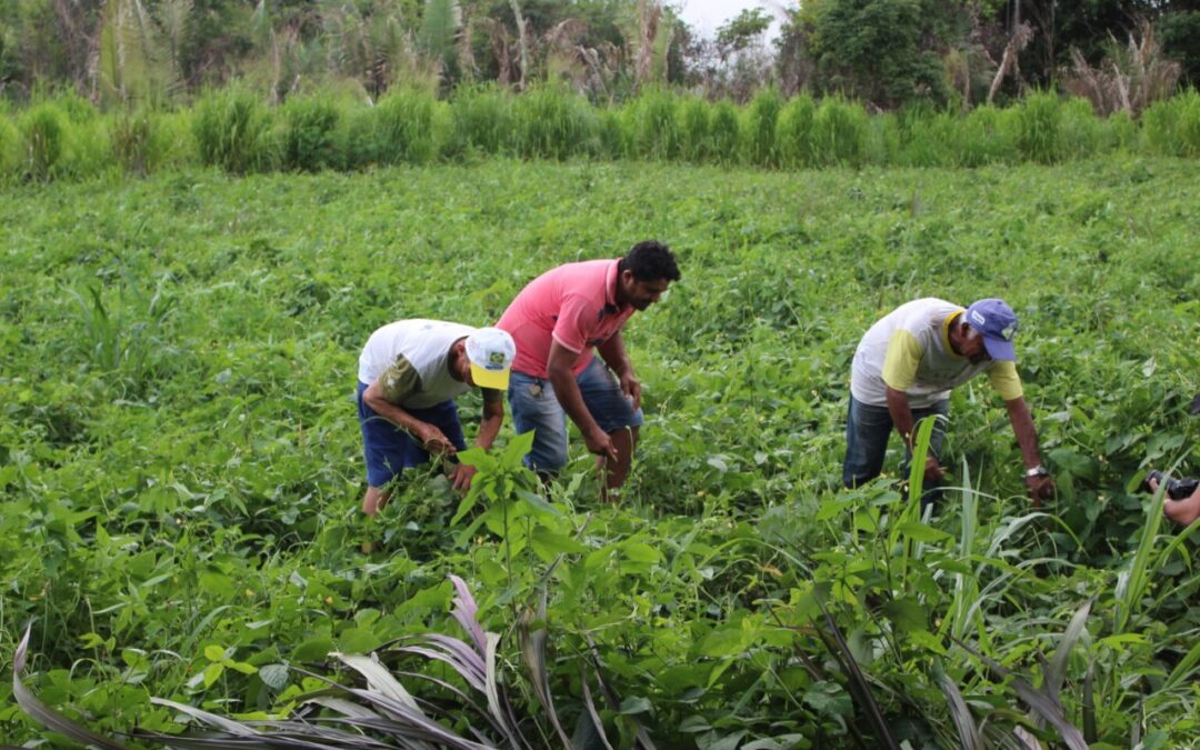 Senado pode aprovar medida que libera R$ 1,2 bi para agricultores familiares