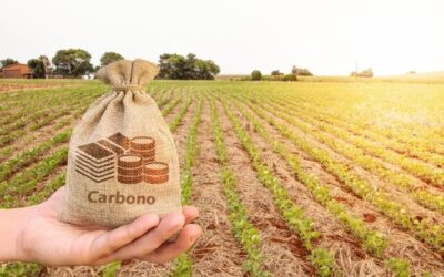 Brasil pode gerar receita de até US$ 120 bi em créditos de carbono até 2030