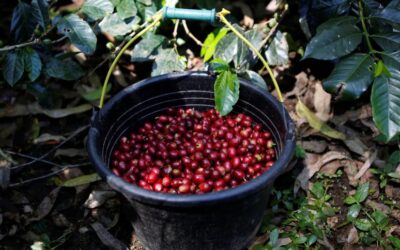 Mudanças climáticas podem afetar produção de café no Brasil, diz estudo