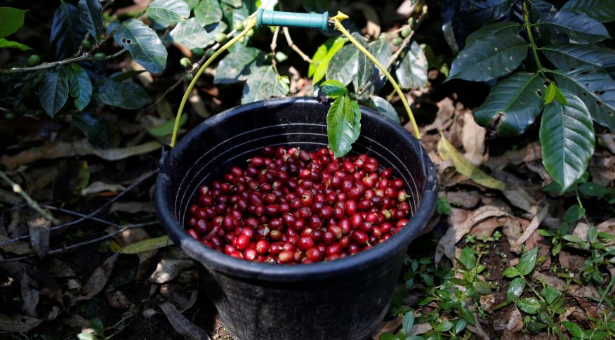 Mudanças climáticas podem afetar produção de café no Brasil, diz estudo