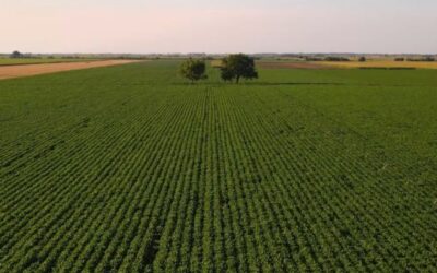 Produtividade na agricultura brasileira cresceu 400% em 45 anos