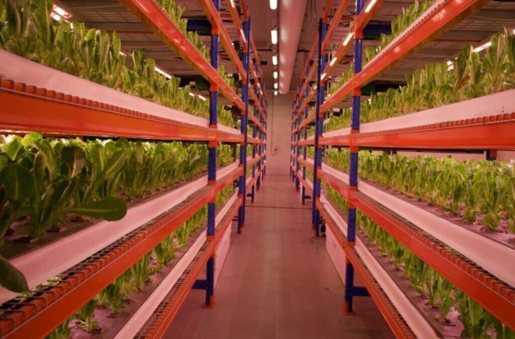 Emirates inaugura a maior fazenda vertical do mundo em Dubai
