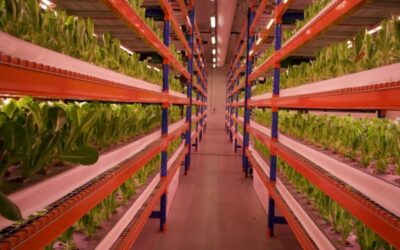 Emirates inaugura a maior fazenda vertical do mundo em Dubai