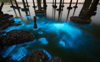 Fertilização com ferro pode ajudar a remover uma gigatonelada de dióxido de carbono por ano