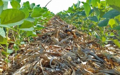 Novo fertilizante fosfatado aumenta a produtividade da soja