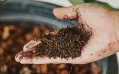 Fertilizantes: ritmo de importação atenua no Brasil