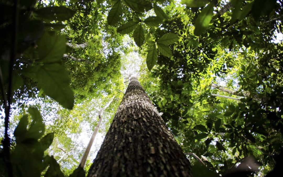 Governo avança em PPI da Floresta Nacional de Humaitá
