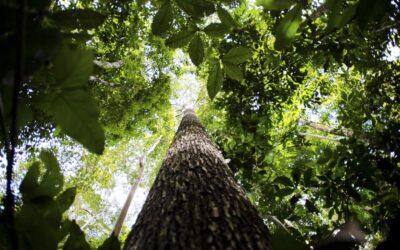 Governo avança em PPI da Floresta Nacional de Humaitá