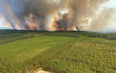 Onda de calor na Europa: países enfrentam incêndios florestais, temperaturas recordes e poluição