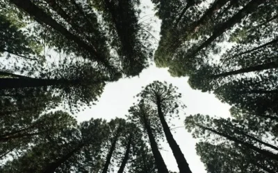 Comissão aprova projeto que facilita exploração florestal em pequena propriedade familiar