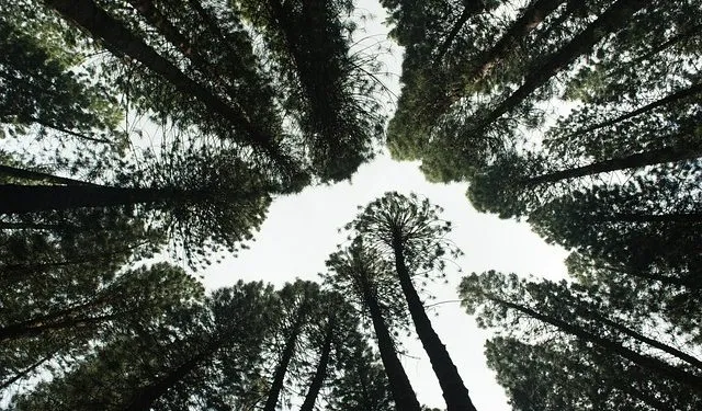 Comissão aprova projeto que facilita exploração florestal em pequena propriedade familiar