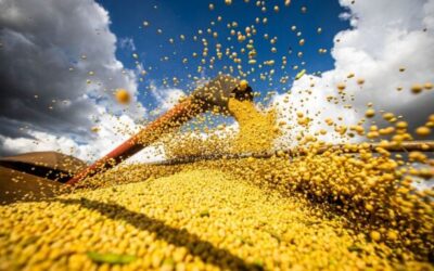 IBGE estima safra 2023 em 302 milhões de toneladas