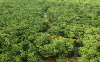 GT Madeira Legal do Crea-AM divulga Resumo Público “Manejo Florestal Sustentável”
