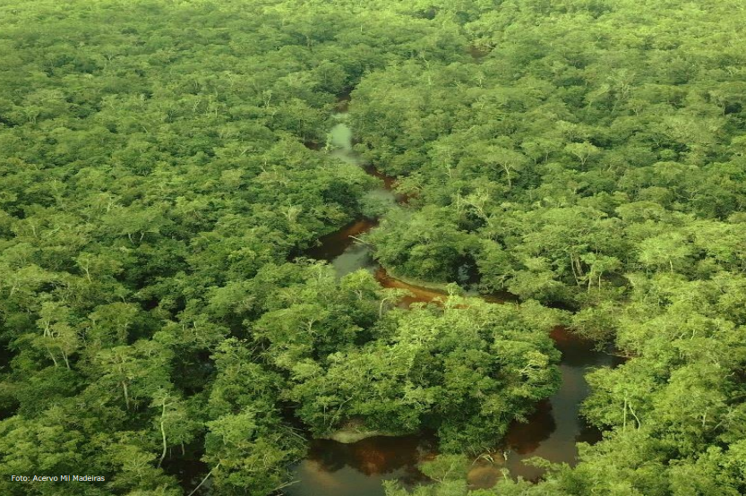 GT Madeira Legal do Crea-AM divulga Resumo Público “Manejo Florestal Sustentável”