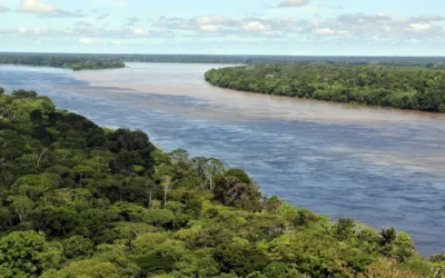 Desmatamento na Amazônia em janeiro foi 61% menor que em 2022
