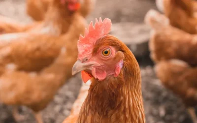 Holanda pretende sacrificar 30 mil galinhas para combater gripe aviária