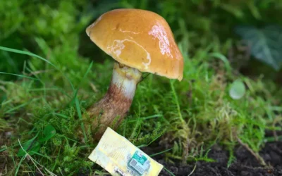 Pesquisadores usam cogumelo para criar chip de computador biodegradável
