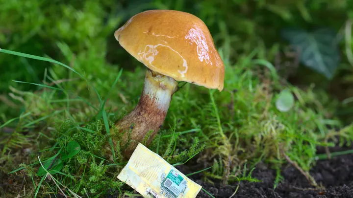 Pesquisadores usam cogumelo para criar chip de computador biodegradável