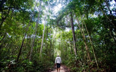 Ibama define combate ao desmatamento na Amazônia como prioridade