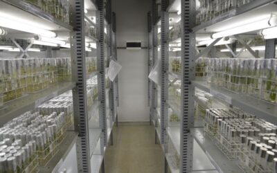 Sancionada lei que amplia as receitas da Embrapa