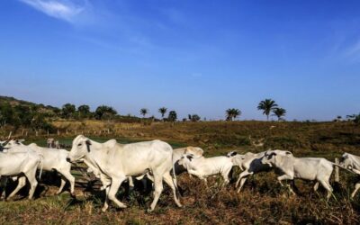 Câmara vai analisar aquisição de duas propriedades rurais por estrangeiros