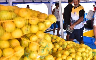 Lei incentiva o consumo da produção agrícola regional