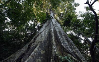 Projeto cria incentivos para ações de recuperação de mata nativa