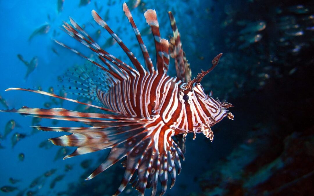 Peixe-leão traz riscos para o litoral brasileiro