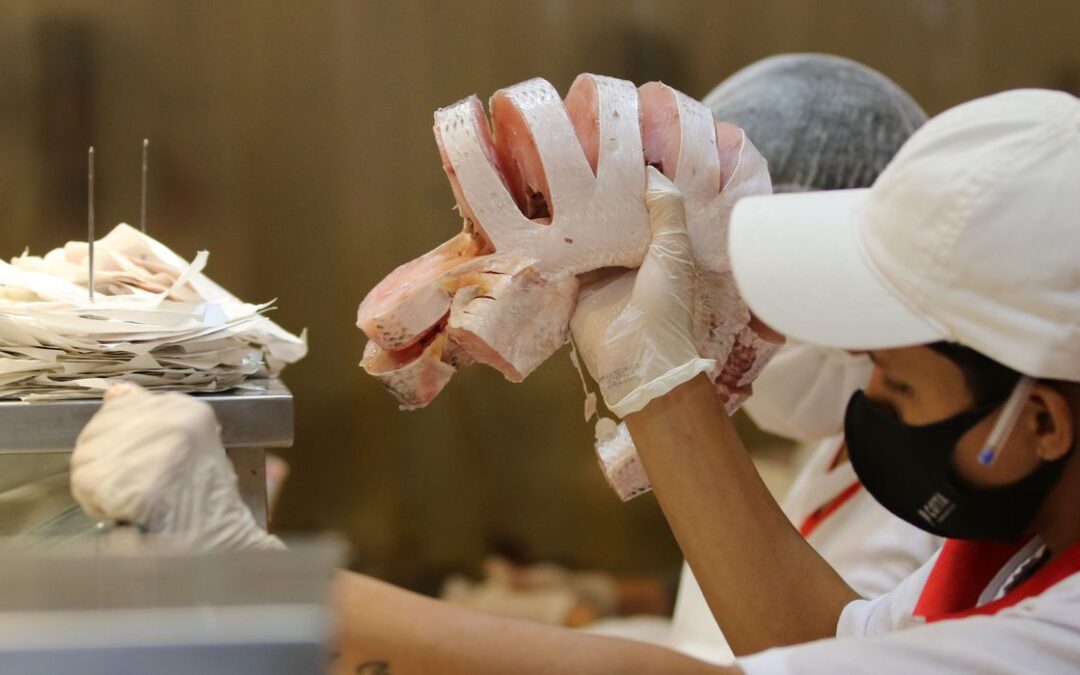 Semana do Pescado incentiva temporada de consumo no segundo semestre
