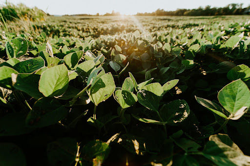 Defensivo agrícola: como softwares podem otimizar a aplicação?