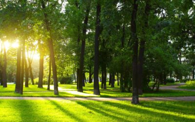 Pesquisa de engenheira civil mostra a importância de áreas verdes urbanas para a saúde