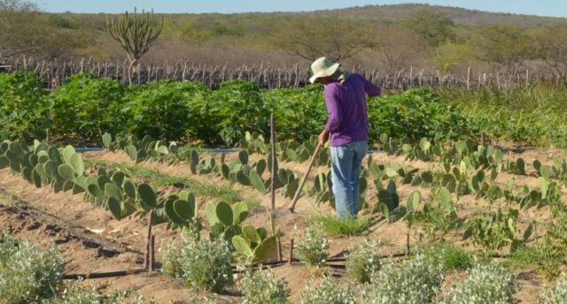 Projeto vai desenvolver geração de renda para produtor familiar do semiárido