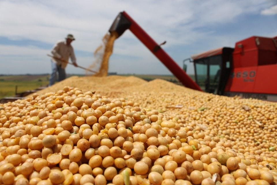 País deve colher 142,05 milhões de t de soja, aponta 3ª estimativa da Datagro