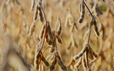 Aplicativo ajuda produtor de soja a enfrentar escassez de fertilizantes