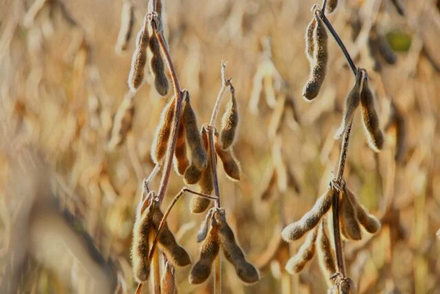 Aplicativo ajuda produtor de soja a enfrentar escassez de fertilizantes