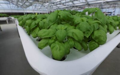 Fundo de tecnologia de Bill Gates aposta em robôs “agricultores”
