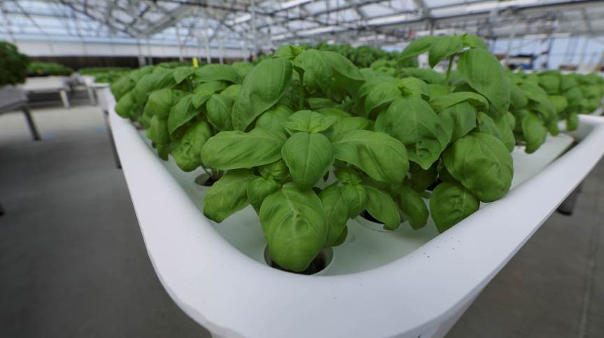 Fundo de tecnologia de Bill Gates aposta em robôs “agricultores”
