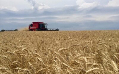 Brasil será autossuficiente em trigo em até 5 anos, diz presidente da Embrapa
