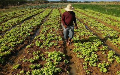 Preço mínimo para produtos agrícolas perecíveis é aprovado pela CAE