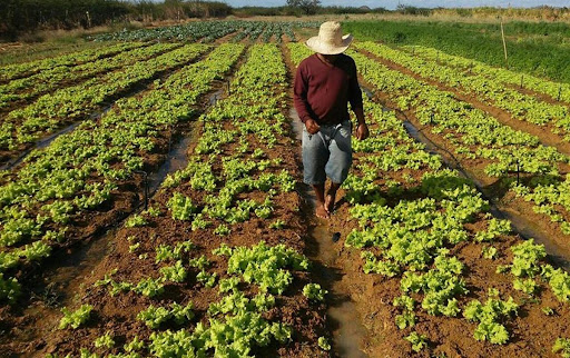 Preço mínimo para produtos agrícolas perecíveis é aprovado pela CAE